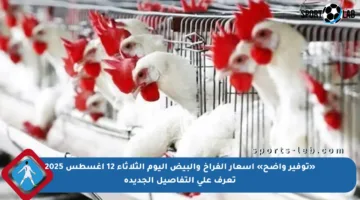 «توفير واضح» أسعار الفراخ والبيض اليوم الثلاثاء 12 أغسطس 2025 تعرف على التفاصيل الجديدة